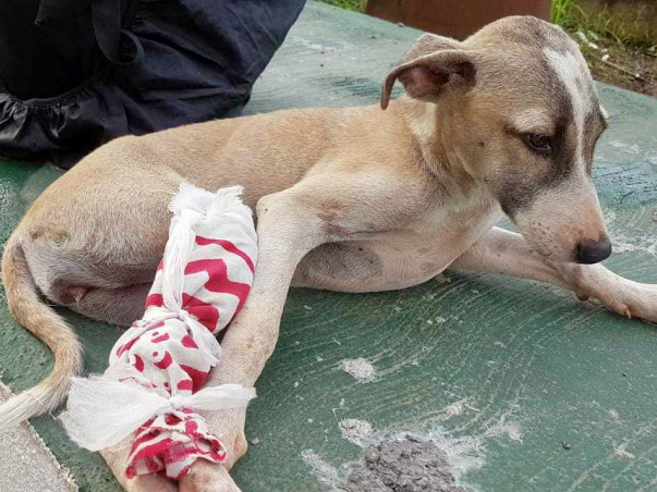 Help us to save more and more Animals by donating for our Shelter