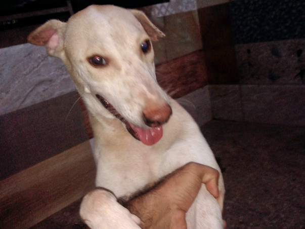 Help Whito to Save his Life