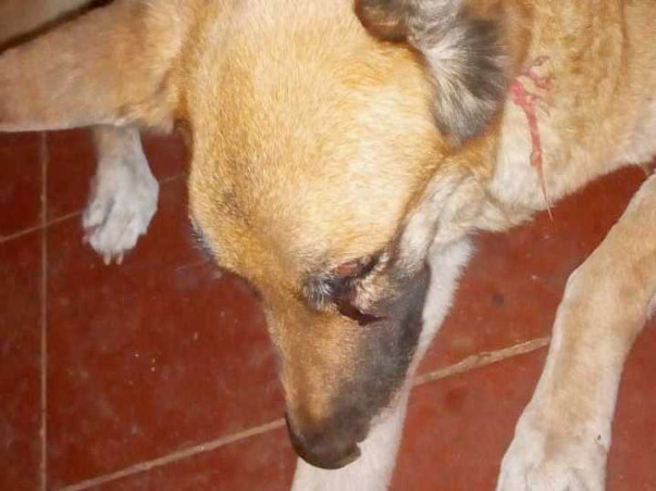 Help Sweety Fight Pyometra