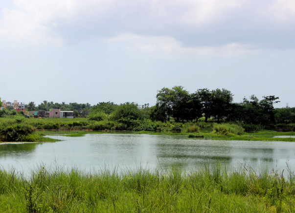 I am running a marathon to restore the Perumbakkam lake in Chennai and revive the lost biodiversity of the lake