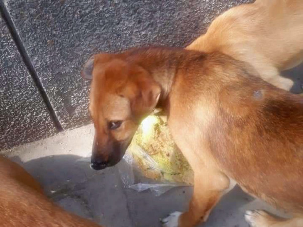 Help me in feeding animals