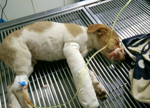 Help Timon the Superman get back on his feet