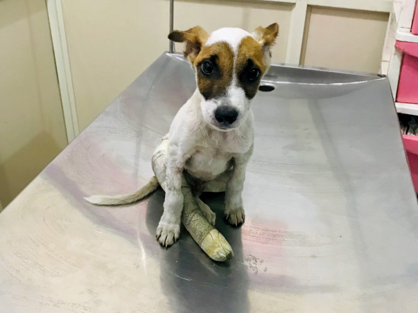Please Save Veer, An Injured Puppy