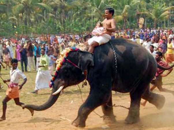 HELP TO SAVE US - Captive Elephants of Kerala