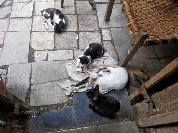 Help sterilizing stray cats