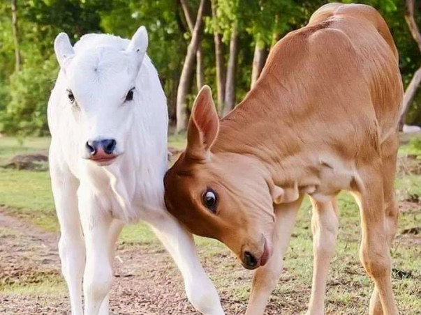 Help animals suffering from cruelty, malnutrition and several injuries