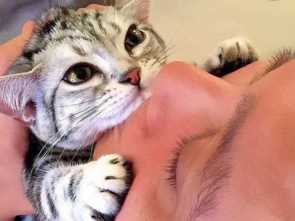 Help The Cats