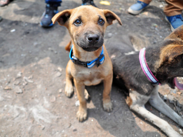Animals Need Importance Mercy Aid Love and Shelter