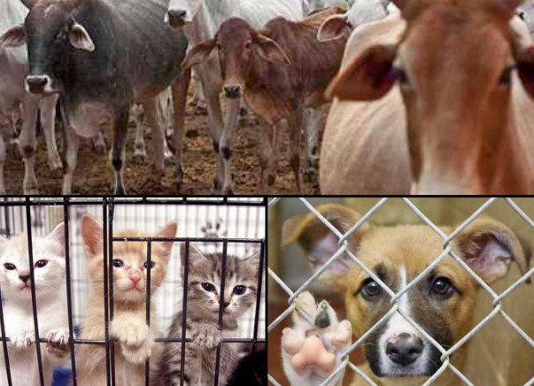 Help an Animal Shelter