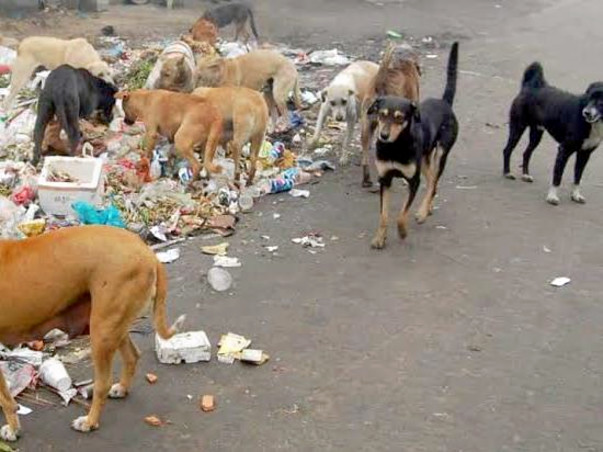 Help To Save Street Dogs