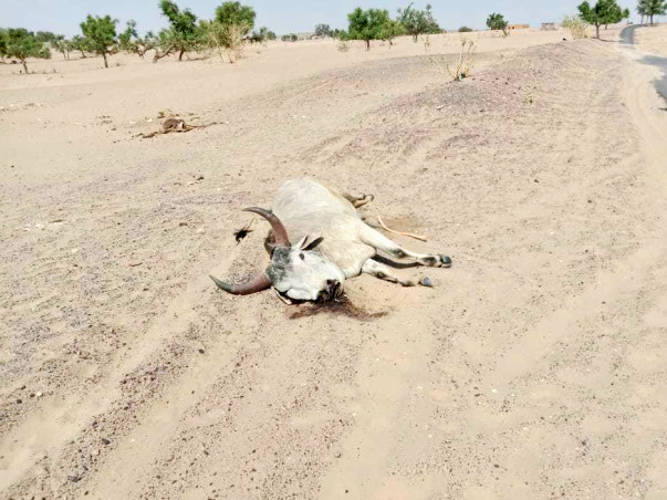 Help Drought-hit Dying Cows In Rajasthan