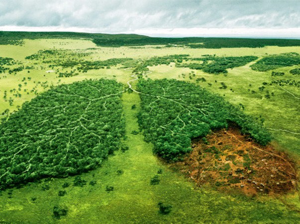 Towards Green Bengaluru