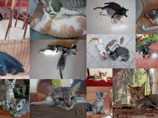 Help Us Neuter Street Cats in our Neighborhood