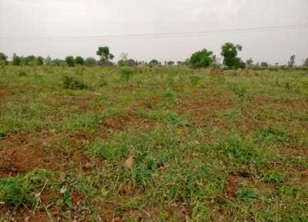 High Density Mango Plantation in Mahbubnagar, Telangana
