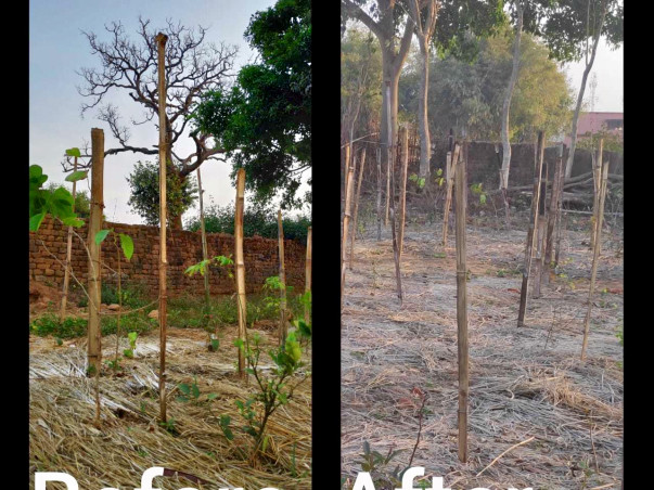 Funds required to conserve Miyawaki Forests from Animal Attacks