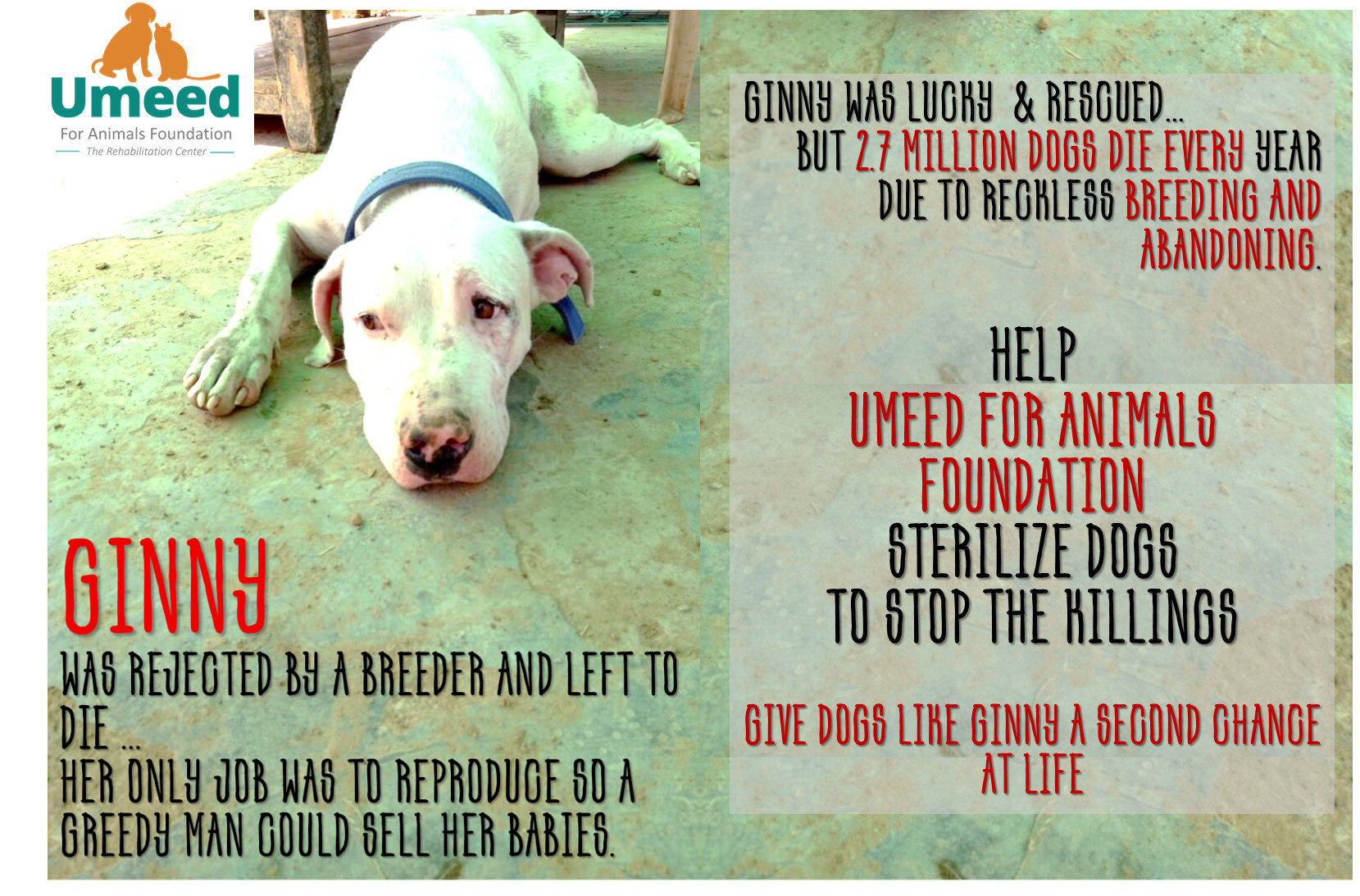 Sterilization of dogs - is it necessary Sterilization of dogs - is it necessary