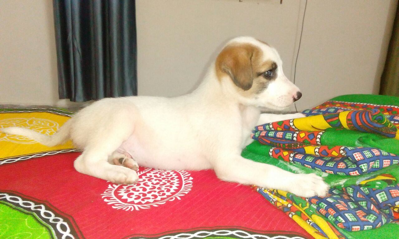  Food supplementation for needy dogs Sterilisation of dogs around the