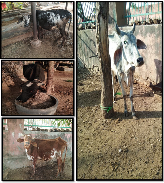 Caring for a blind cow does of course come with its challenges. Special